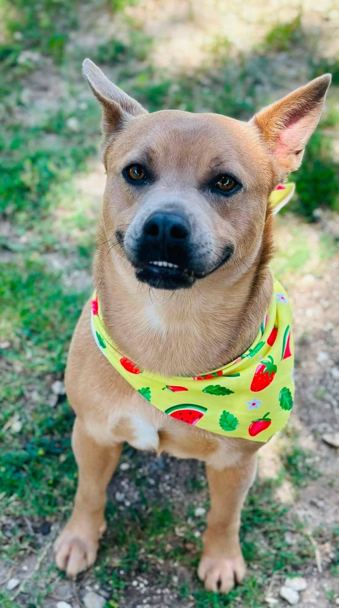 PupCup, a Adoptable mixed breed in Kennebunk , ME image 2/5