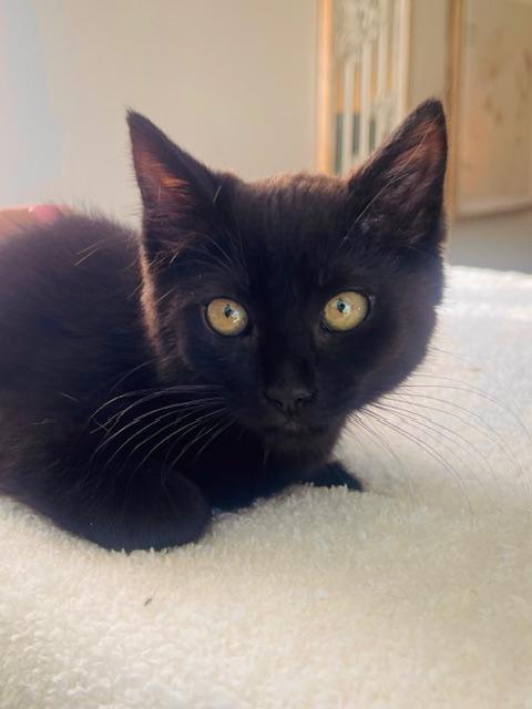 Brighton, a Adoptable Domestic Short Hair in Great Falls, MT image 2/2