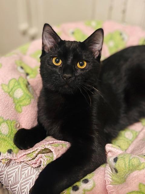 Brighton, Adoptable, Young Male Domestic Short Hair.