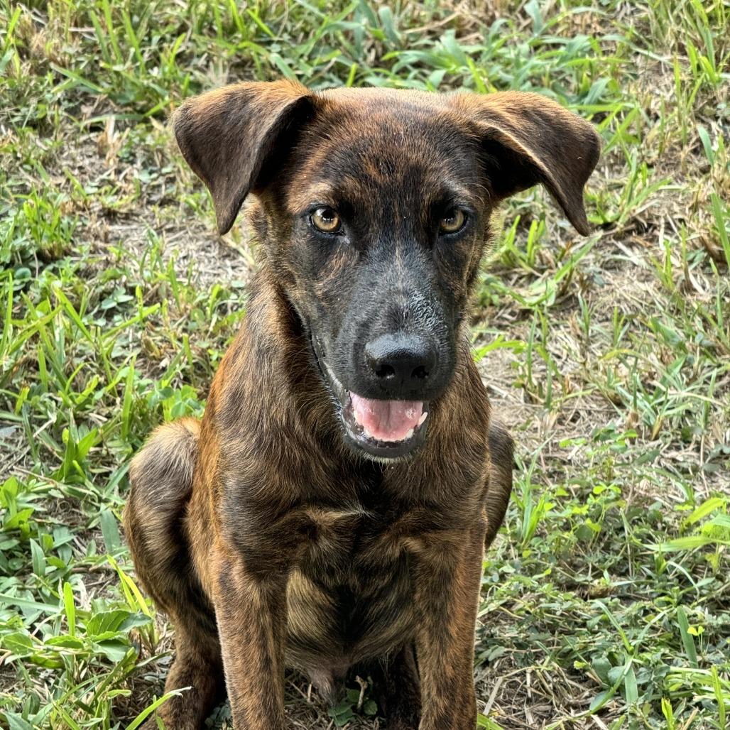 Tommy, Adoptable, Young Male Labrador Retriever & Staffordshire Bull Terrier.