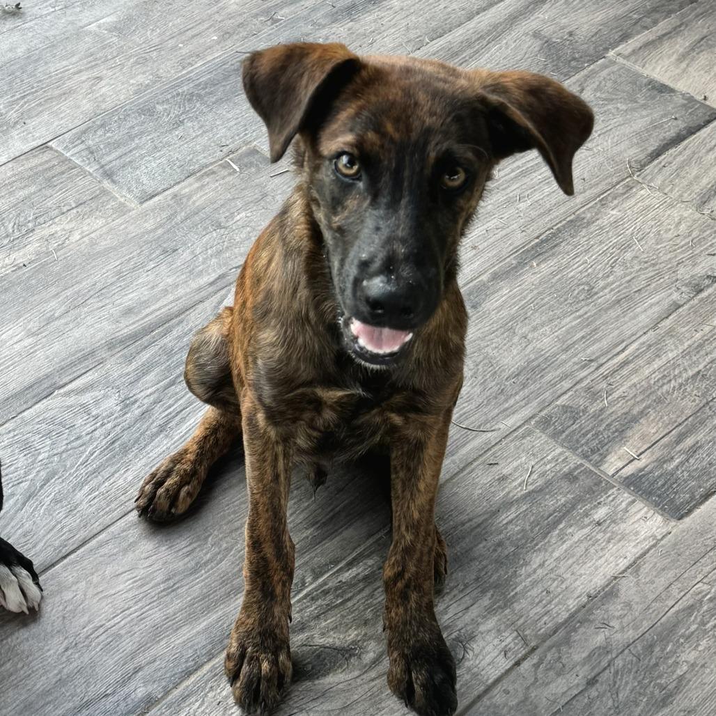 Tommy, Adoptable, Young Male Labrador Retriever & Staffordshire Bull Terrier.