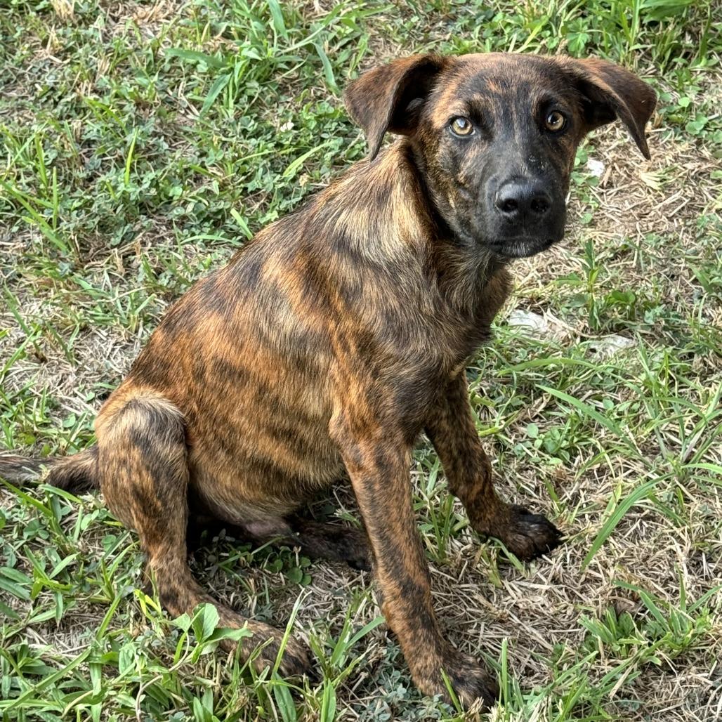 Tommy, a Adoptable mixed breed in Cleveland, TX image 3/3