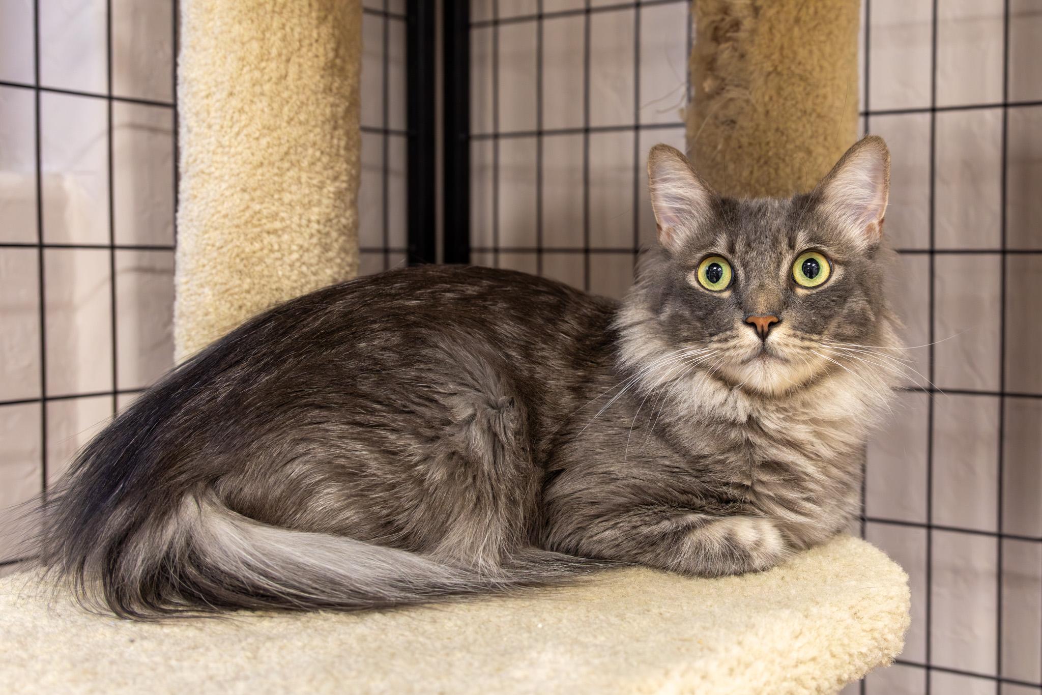 Gretl, an adoptable Domestic Long Hair in Fountain Hills, AZ image 2/2