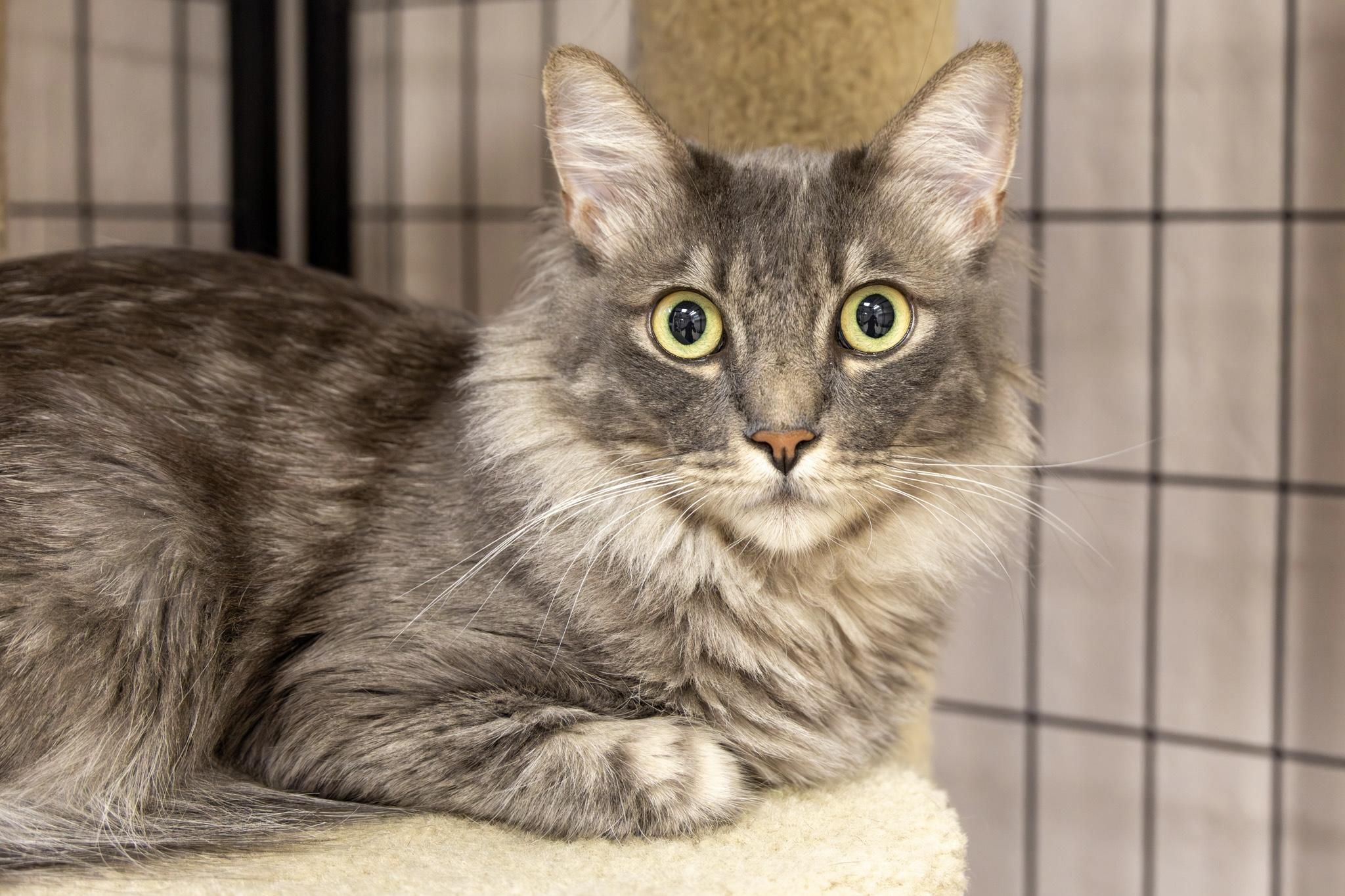 Gretl, adoptable, Adult Female Domestic Long Hair.