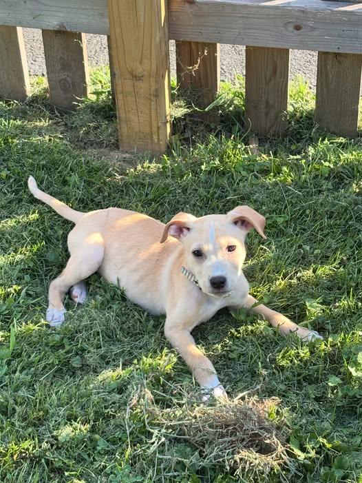 Chase, a ADOPTABLE mixed breed in Blue Bell, PA image 2/6