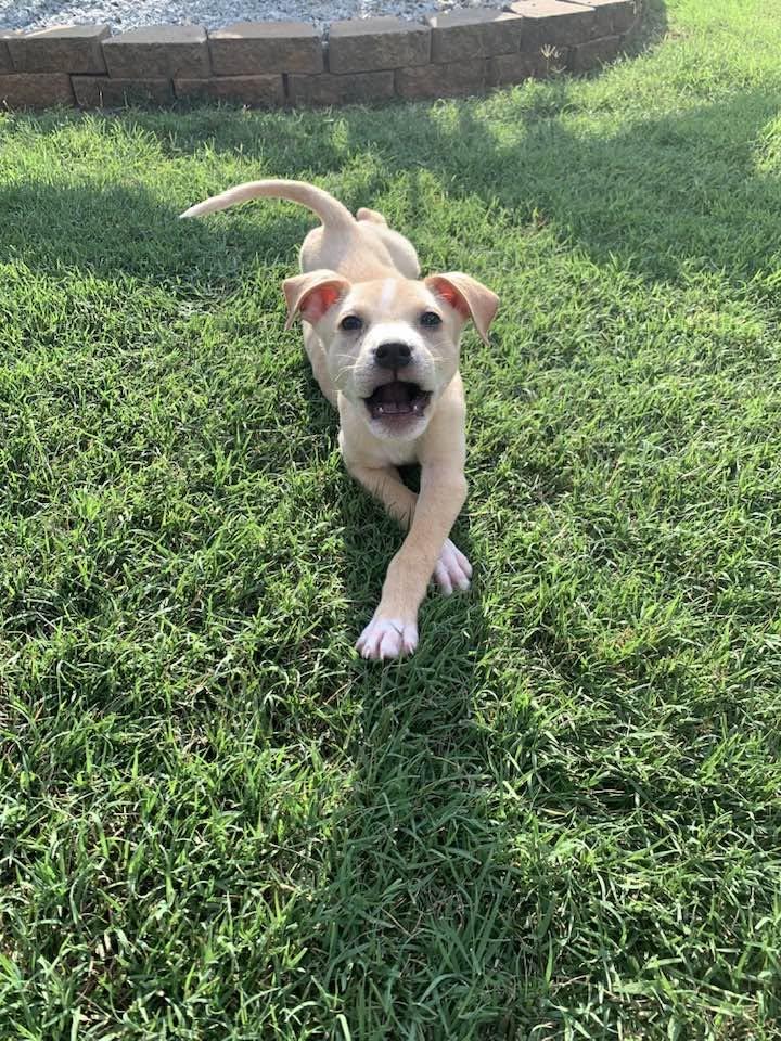 Chase, ADOPTABLE, Puppy Male Chihuahua.
