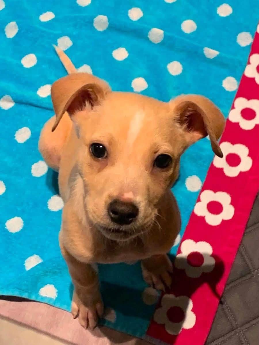 Chase, a ADOPTABLE mixed breed in Blue Bell, PA image 5/6