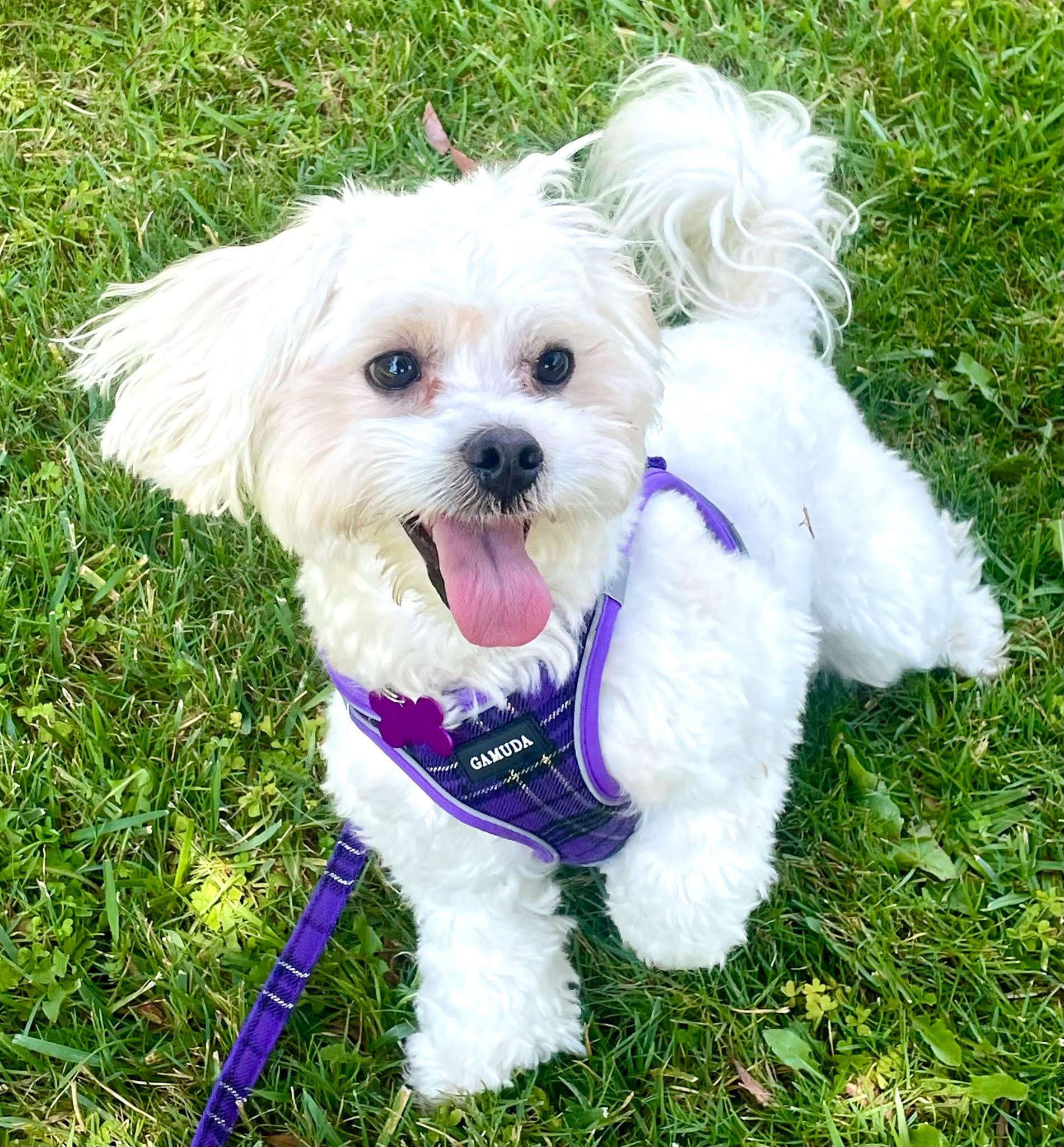 Mochi #551, a Adopted mixed breed in Placentia, CA image 1/3