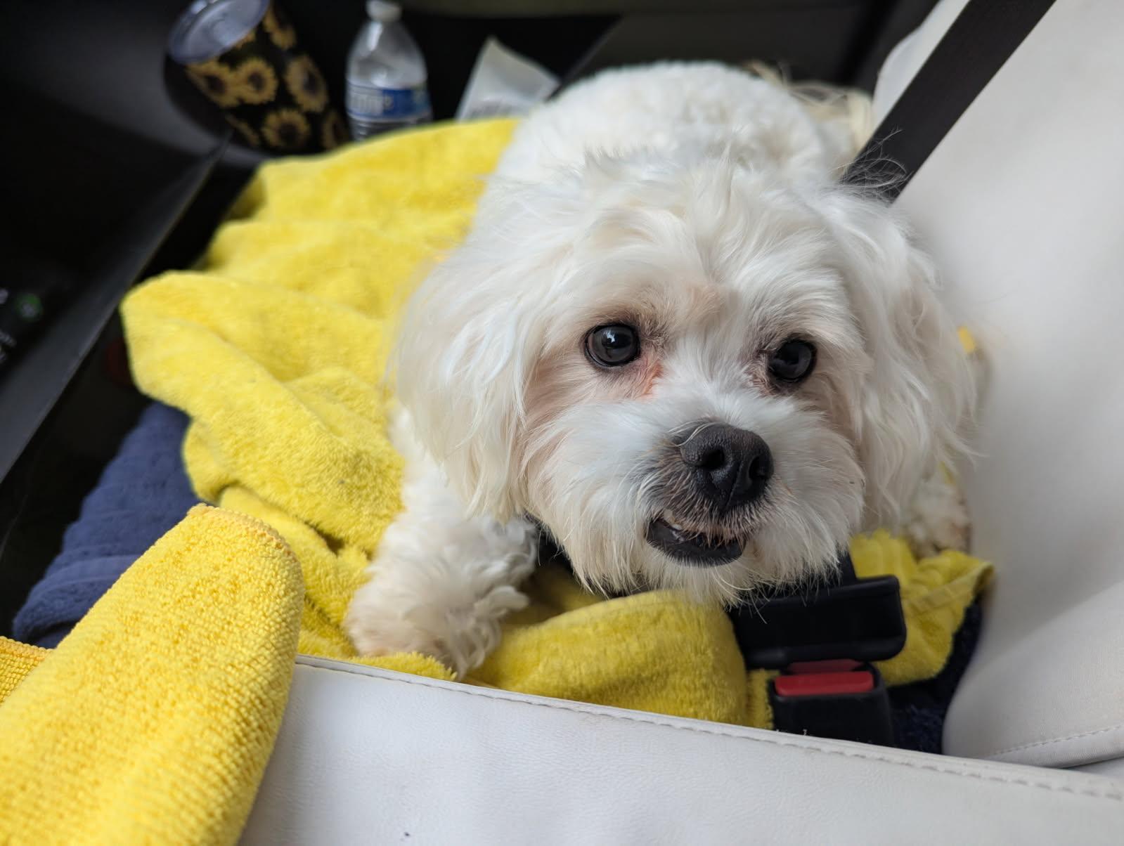 Mochi #551, a Adopted mixed breed in Placentia, CA image 3/3