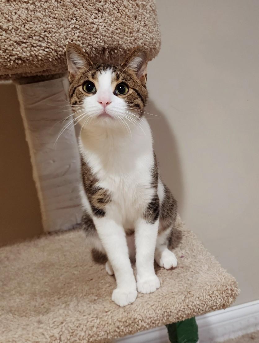 Little Guy, a ADOPTABLE Tabby in New Albany, OH image 5/6