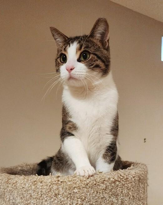 Little Guy, a ADOPTABLE Tabby in New Albany, OH image 1/6