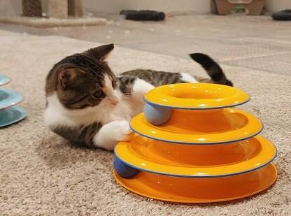 Little Guy, a ADOPTABLE Tabby in New Albany, OH image 3/6