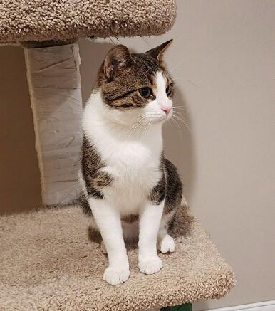 Little Guy, a ADOPTABLE Tabby in New Albany, OH image 6/6