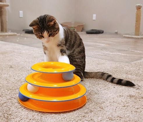 Little Guy, a ADOPTABLE Tabby in New Albany, OH image 4/6