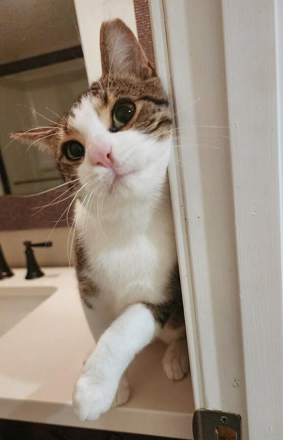 Little Guy, a ADOPTABLE Tabby in New Albany, OH image 2/6