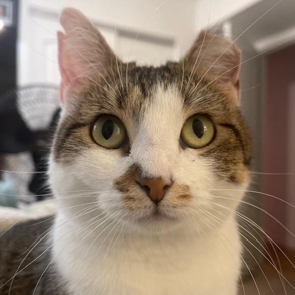 Citrine, Adoptable, Adult Female Domestic Short Hair.