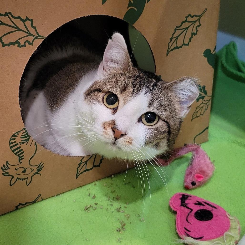 Enlarge Citrine, a Adoptable Domestic Short Hair in Saint Charles, MO image 1/4