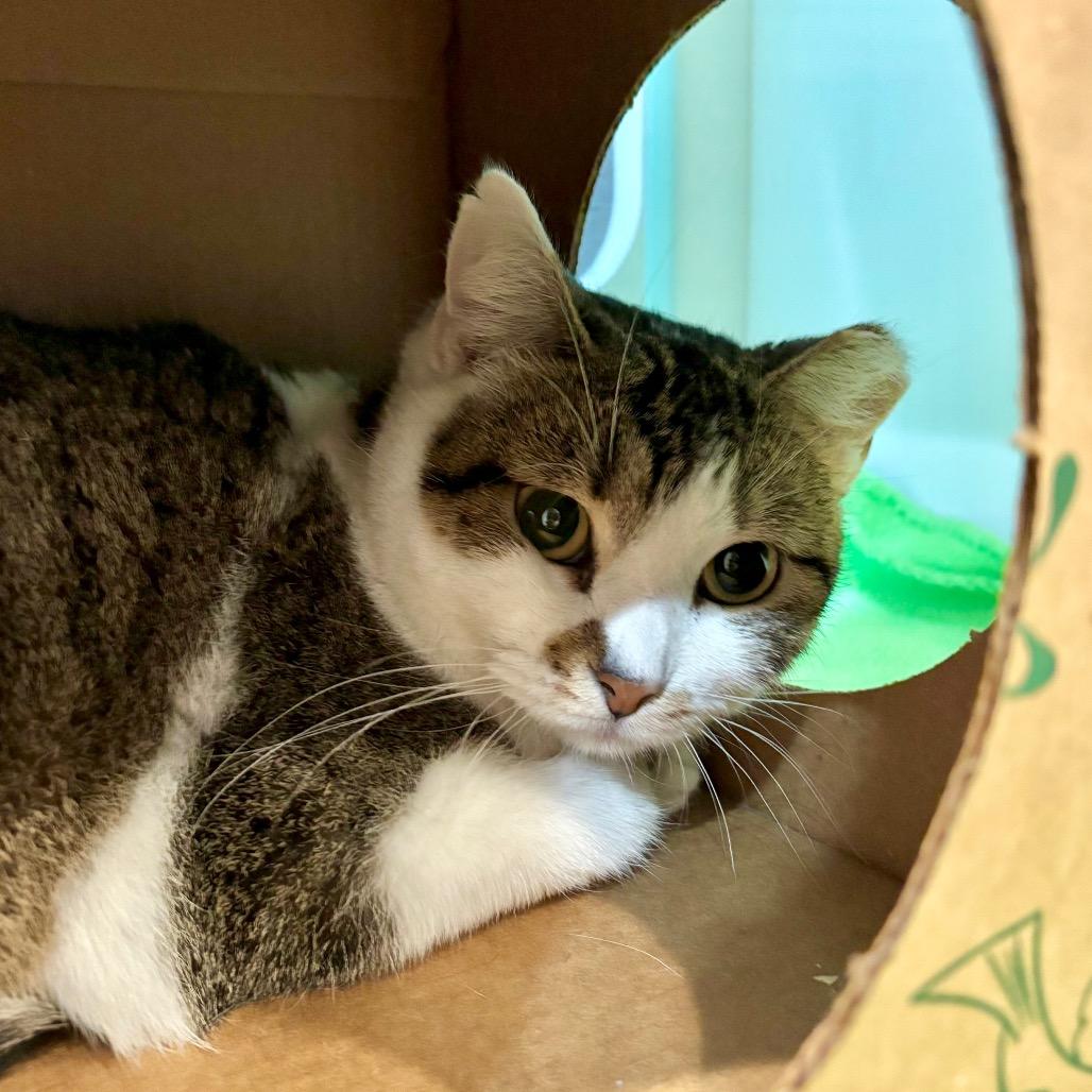 Enlarge Citrine, a Adoptable Domestic Short Hair in Saint Charles, MO image 1/1