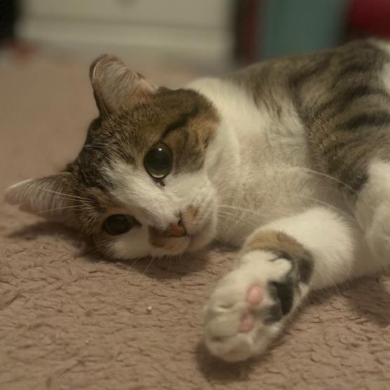 Enlarge Citrine, a Adoptable Domestic Short Hair in Saint Charles, MO image 2/3