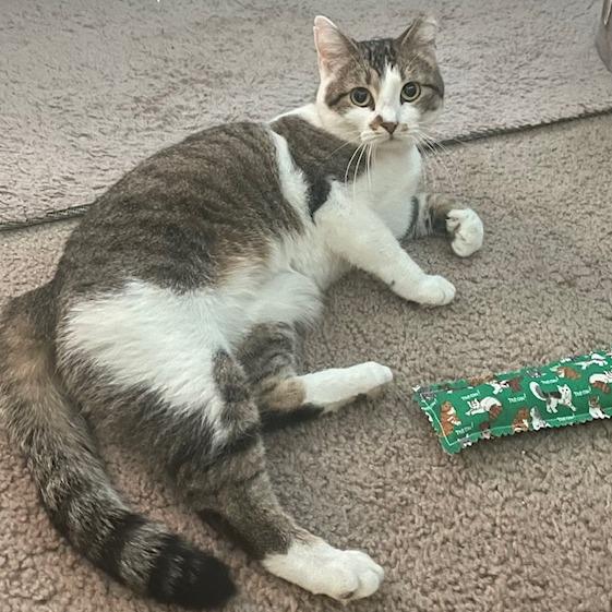 Enlarge Citrine, a Adoptable Domestic Short Hair in Saint Charles, MO image 3/3