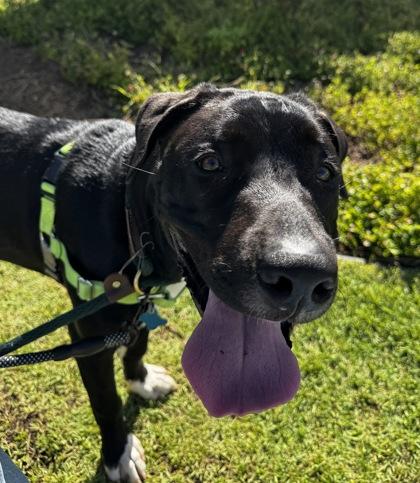 Kaido, Adoptable, Adult Male Labrador Retriever & Terrier.