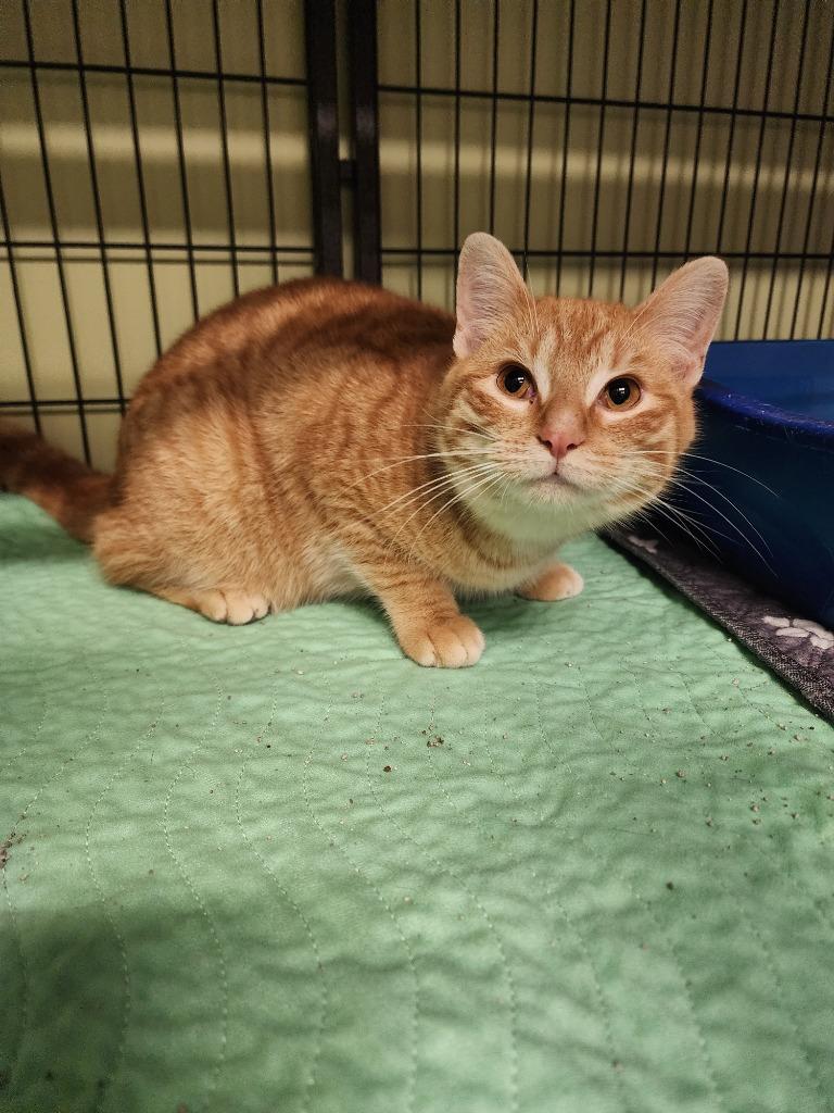 Enlarge Wind, a Adoptable mixed breed in Auburn, IN image 1/1