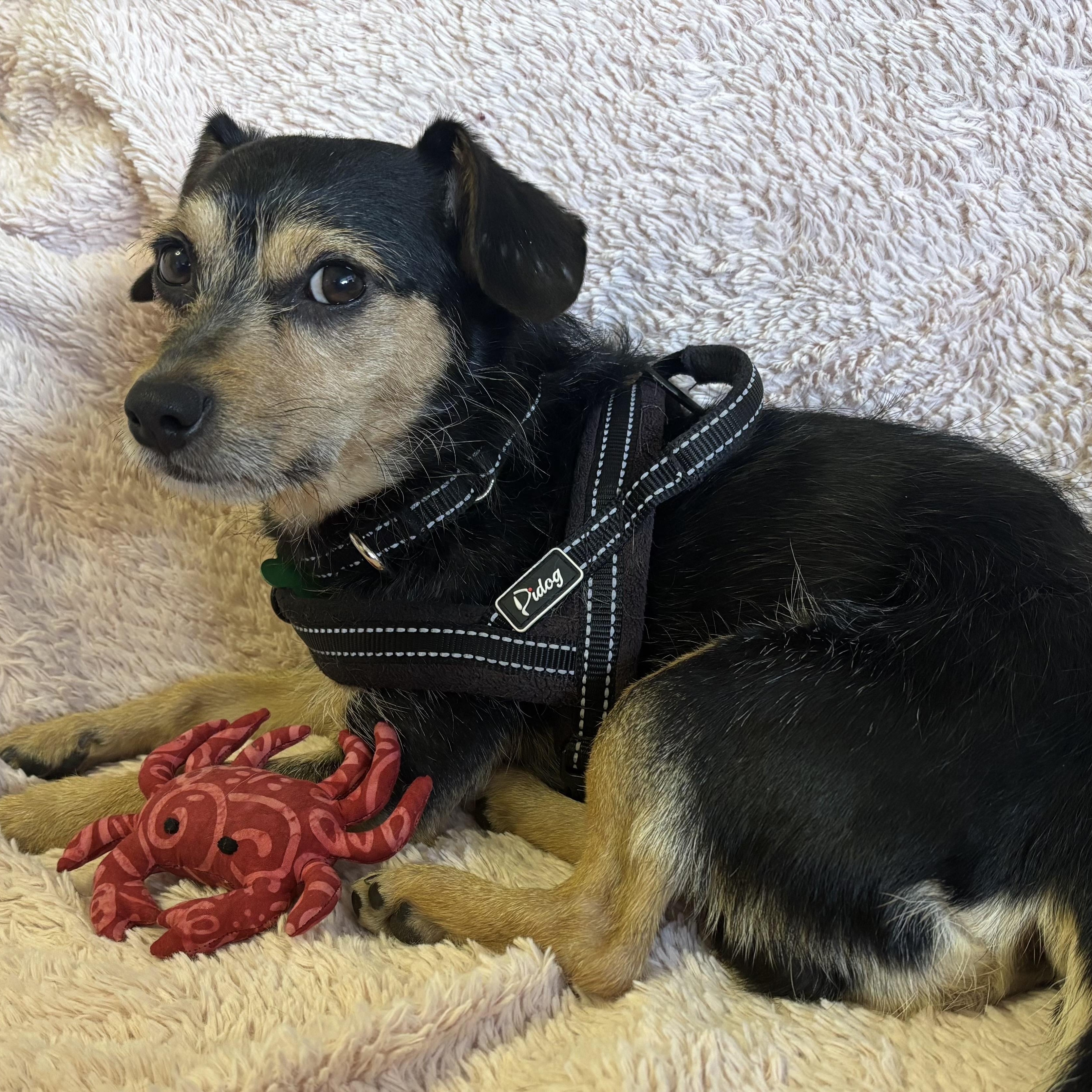 Dexter, adoptable, Adult Male Terrier.