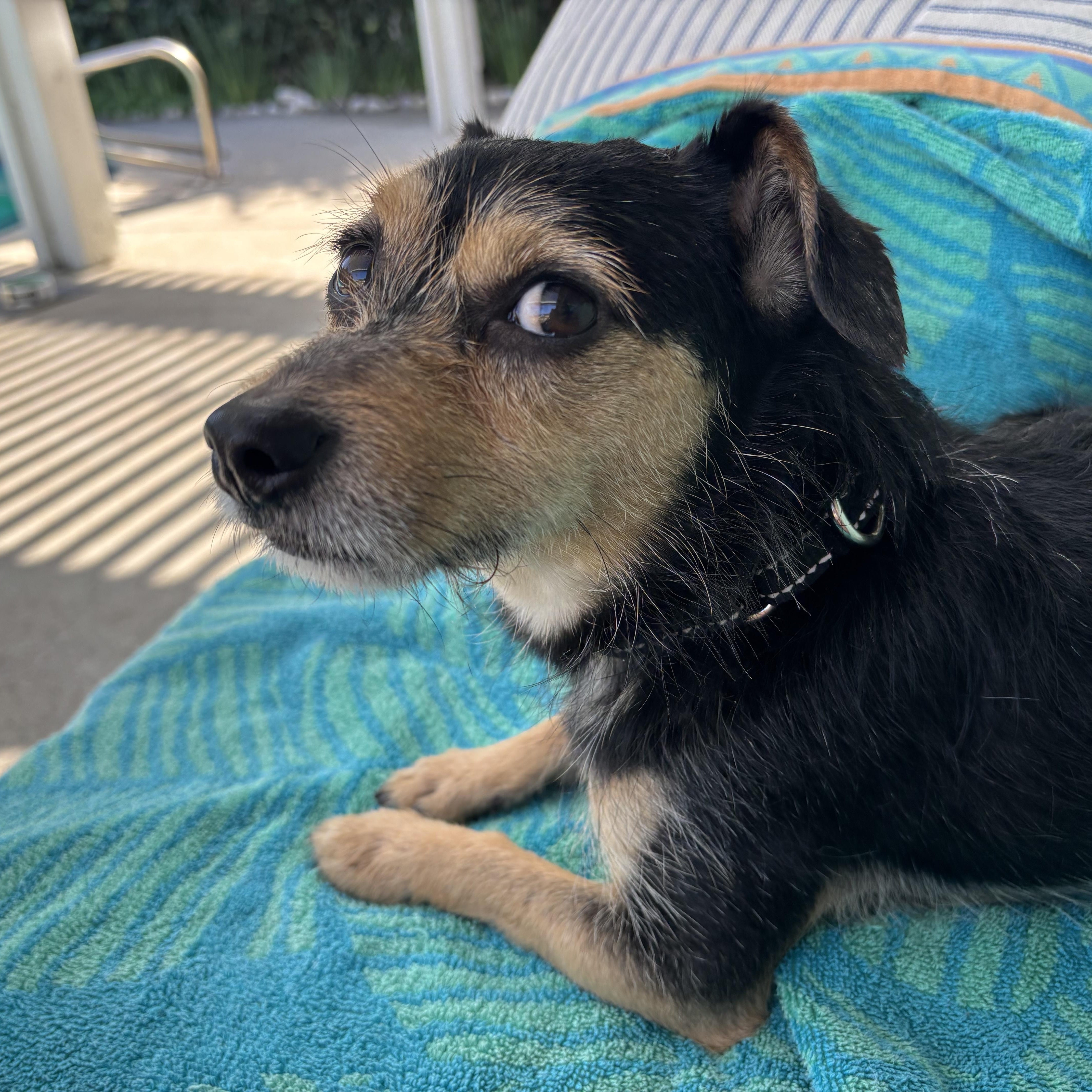 Enlarge Dexter, an adoptable Terrier in Los Angeles, CA image 4/4