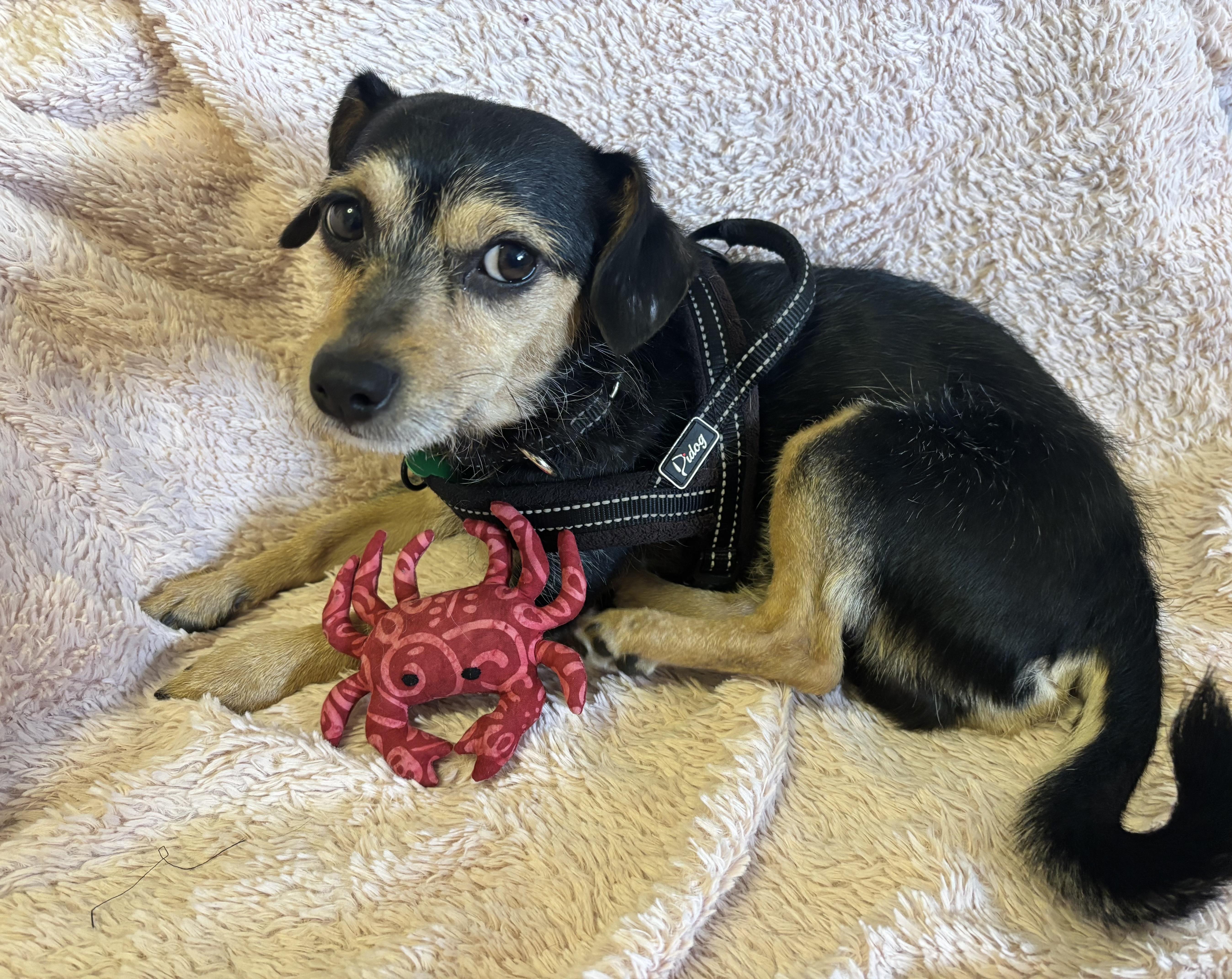 Enlarge Dexter, an adoptable Terrier in Los Angeles, CA image 2/4