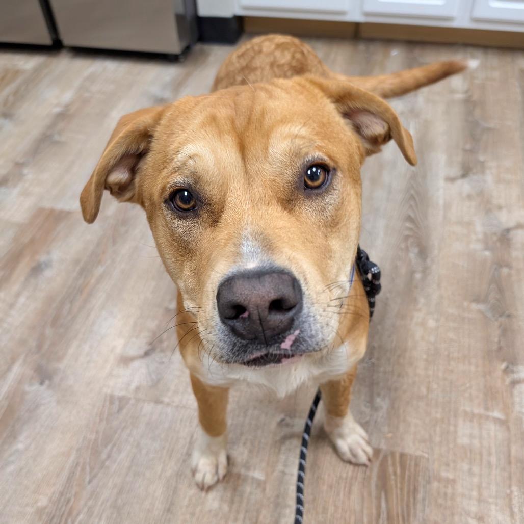 114 (2026) Mister, Adoptable, Young Male Yellow Labrador Retriever & Shepherd.