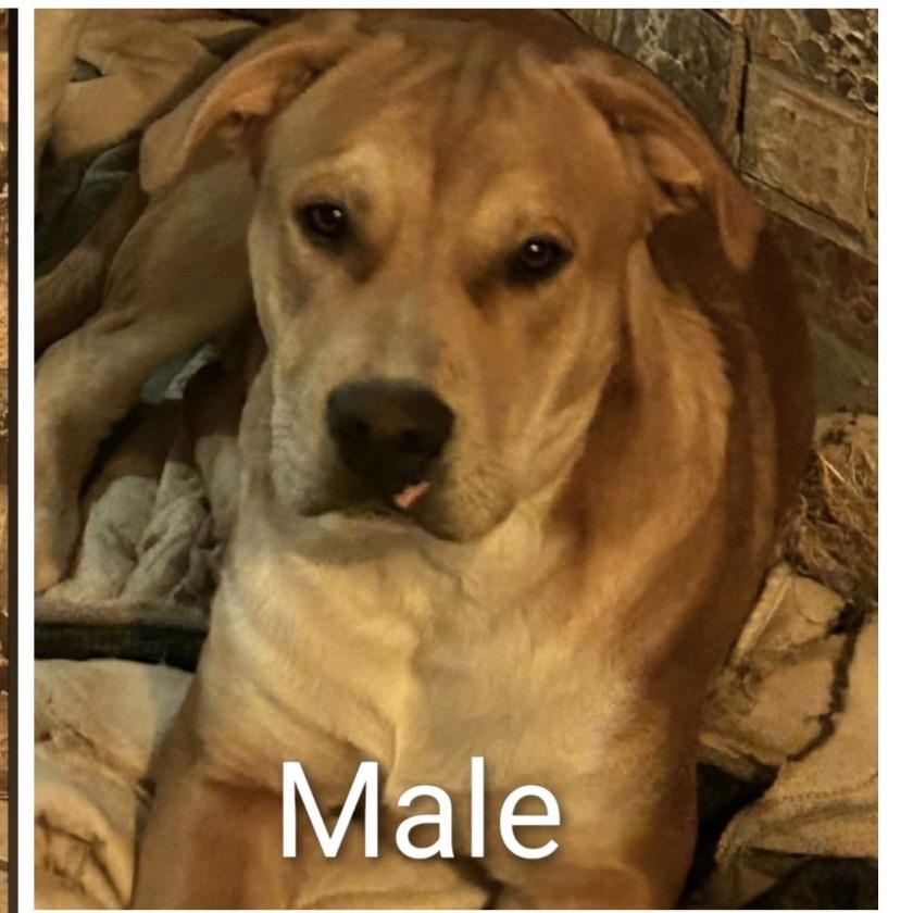 114 (2026) Mister, a Adoptable mixed breed in Parker, CO image 2/2