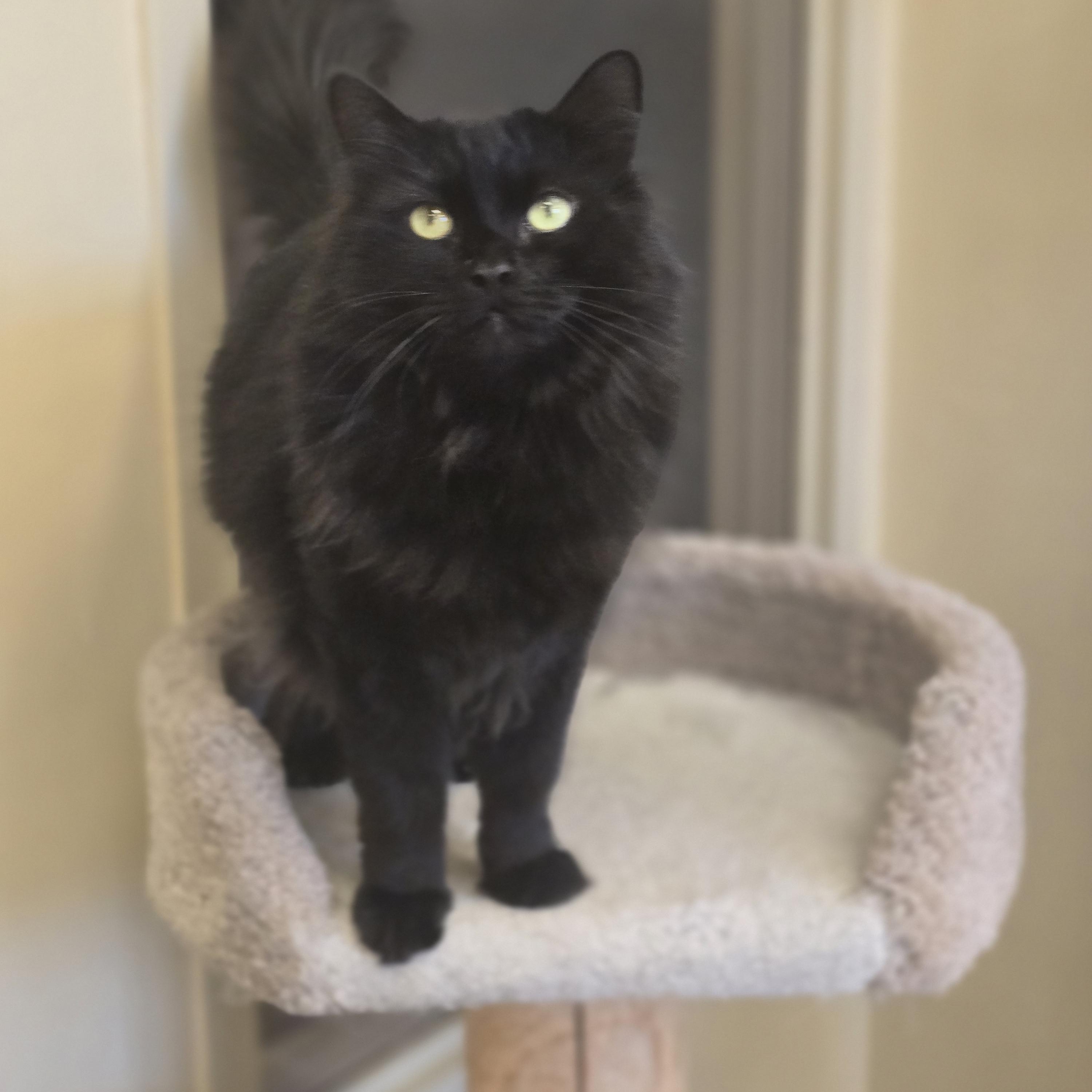 Enlarge Queen Bee, an adopted Calico in Bristol, RI image 2/4