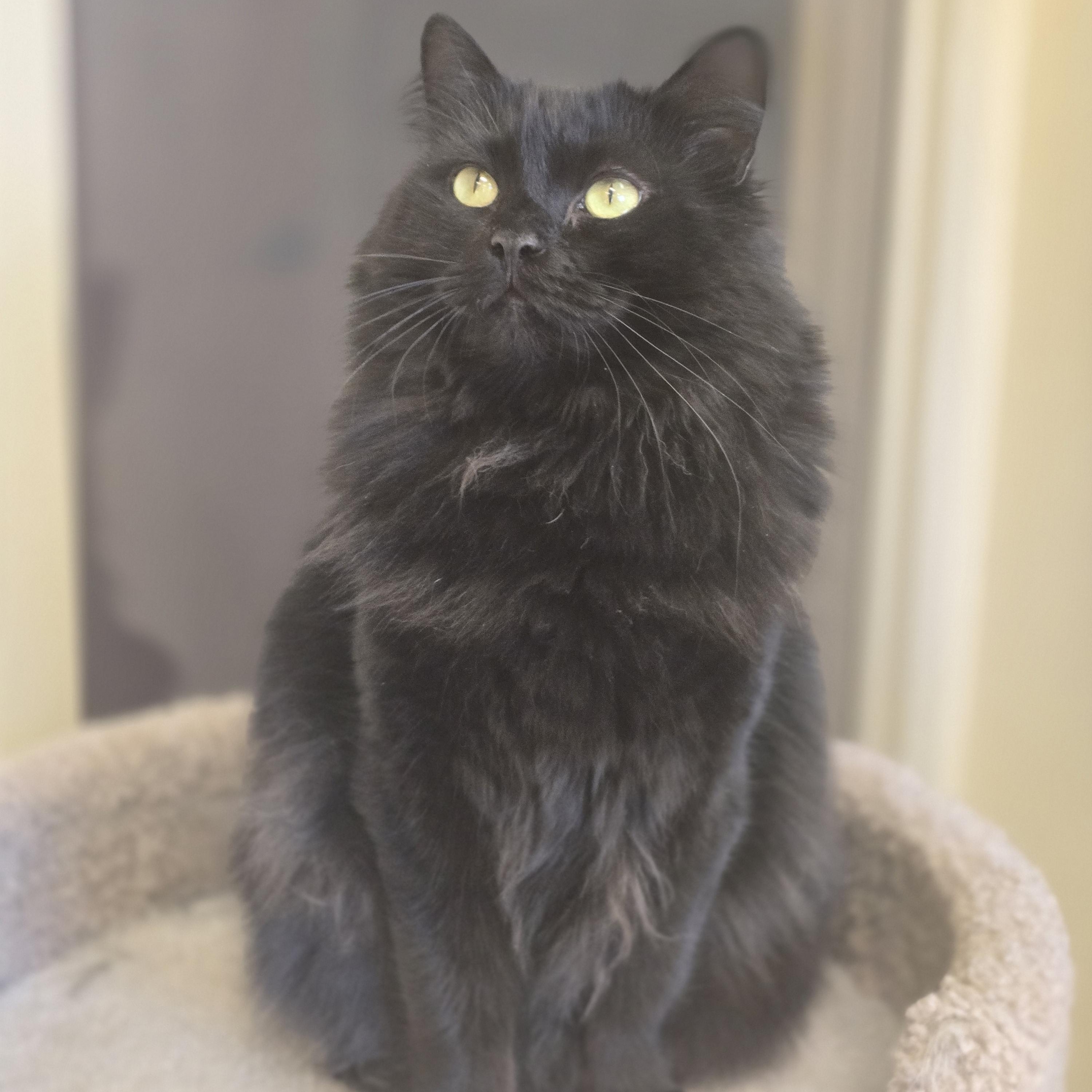 Queen Bee, adopted, Adult Female Calico.