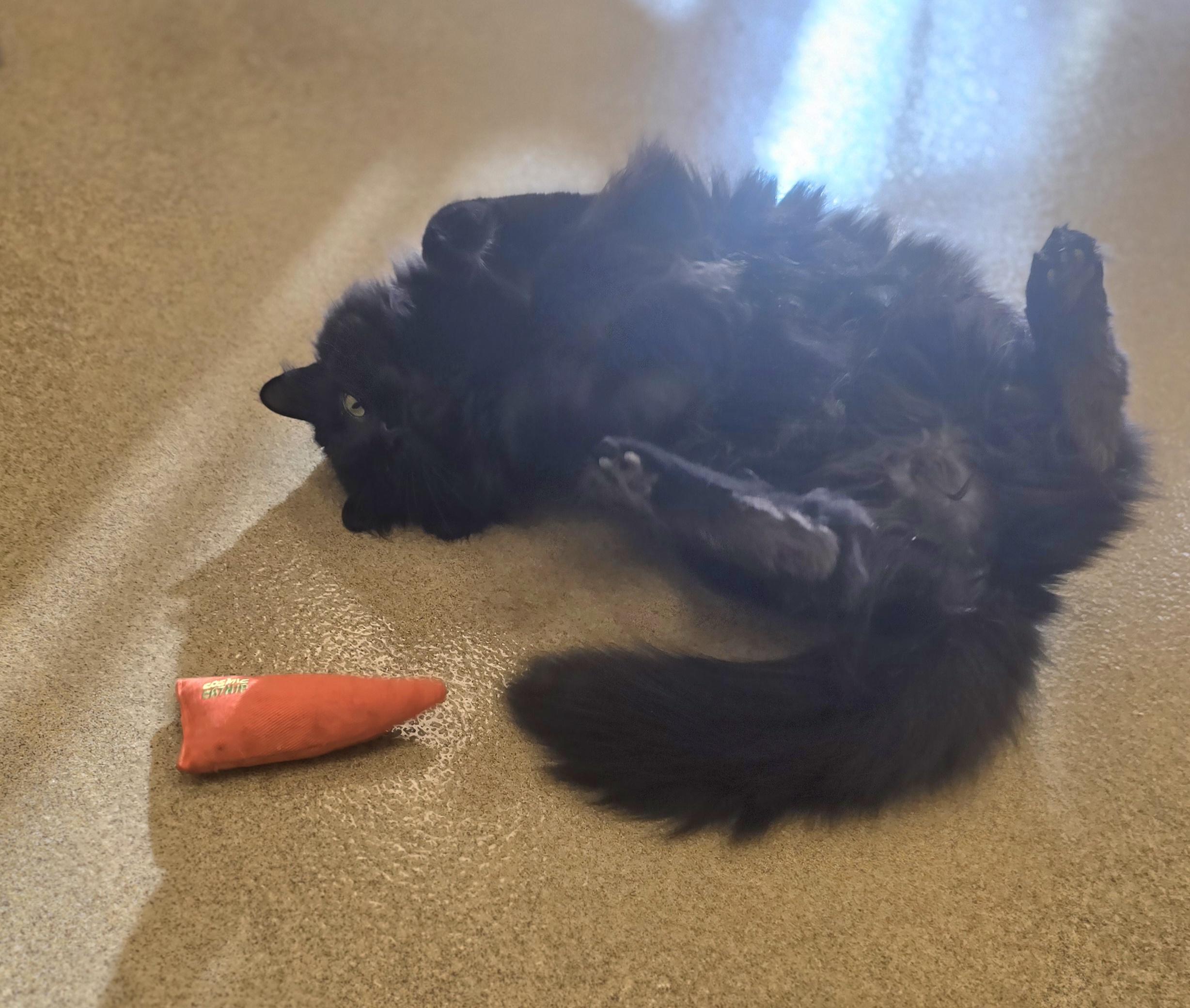 Enlarge Queen Bee, an adopted Calico in Bristol, RI image 3/4