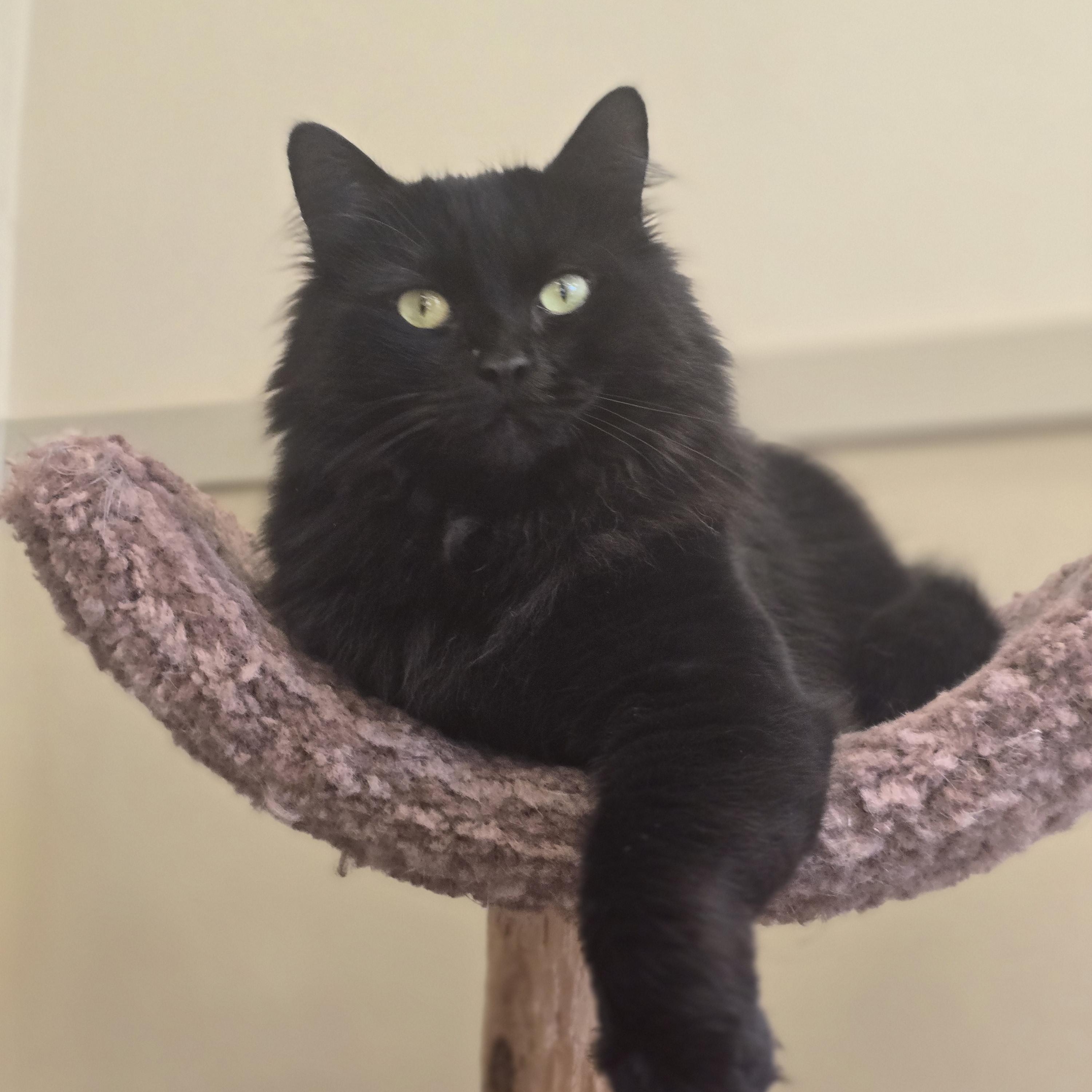 Enlarge Queen Bee, an adopted Calico in Bristol, RI image 4/4