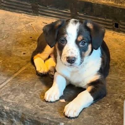 Monkey, an adopted mixed breed in McHenry, IL image 1/3