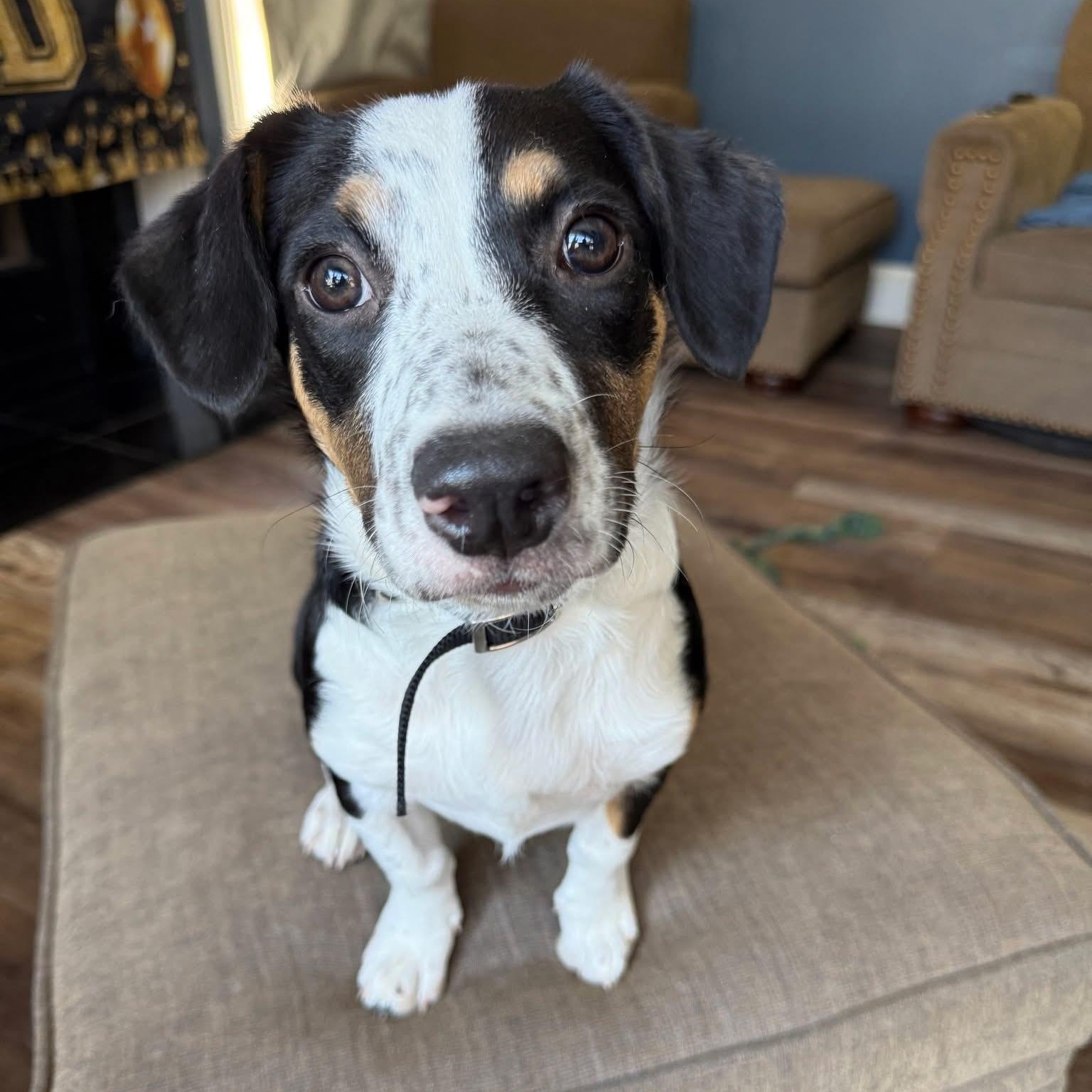 Monkey, an adopted mixed breed in McHenry, IL image 2/3