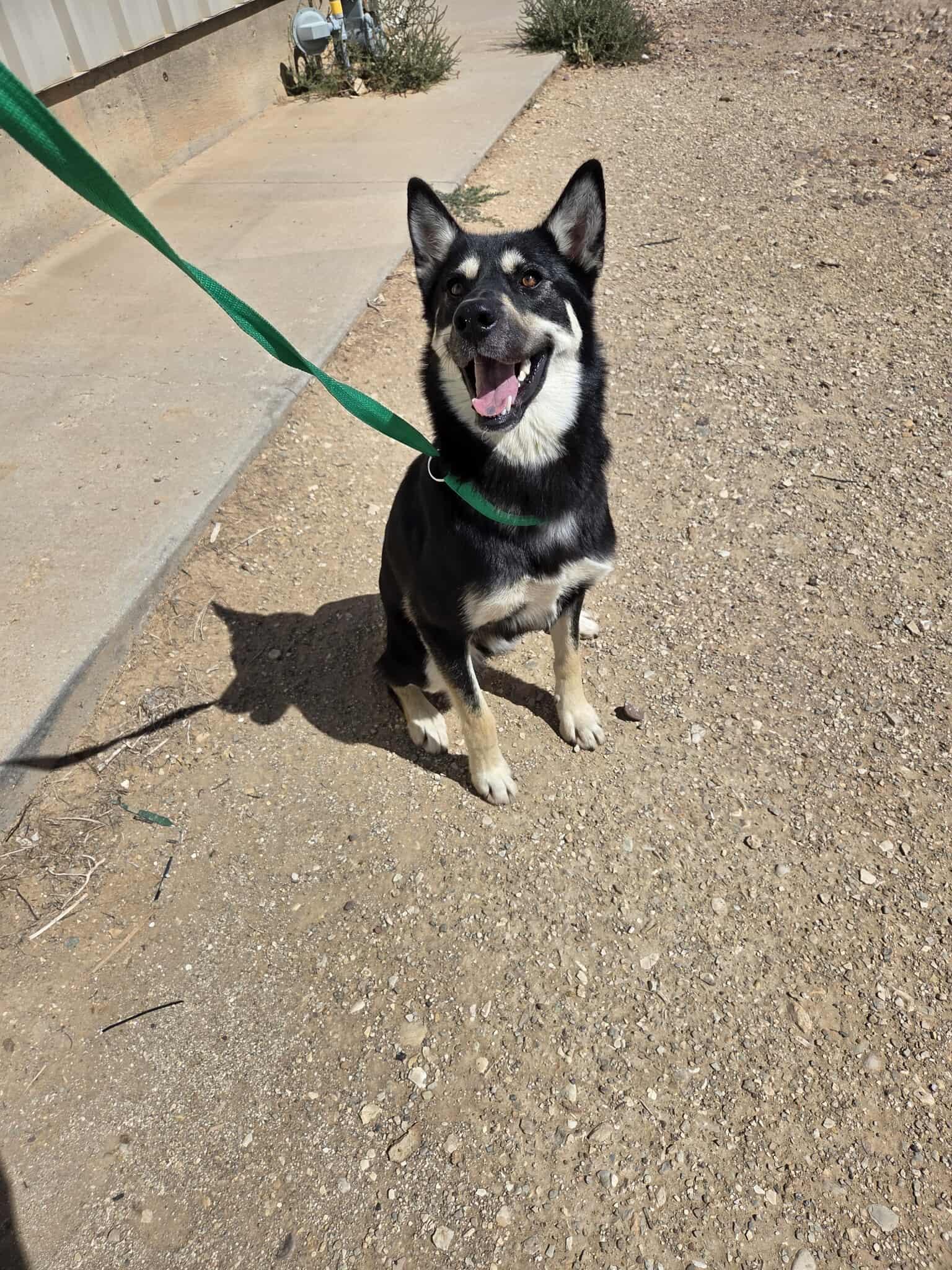 Lola, an adoptable Husky in Roosevelt, UT, 84066 | Photo Image 4