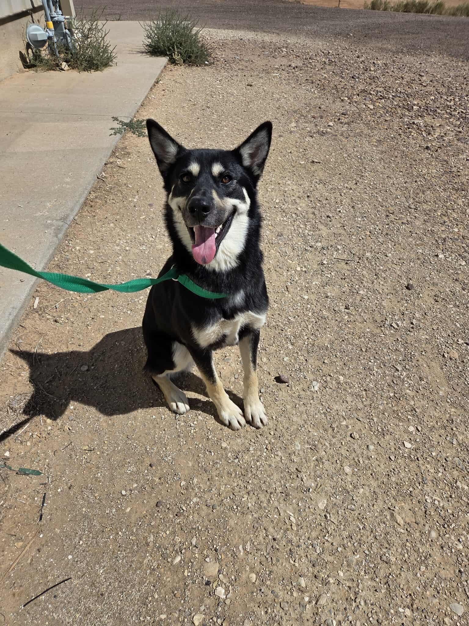 Lola, an adoptable Husky in Roosevelt, UT, 84066 | Photo Image 2