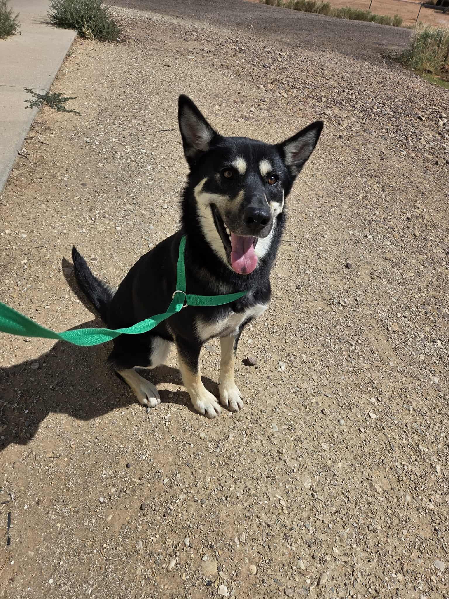 Lola, an adoptable Husky in Roosevelt, UT, 84066 | Photo Image 1