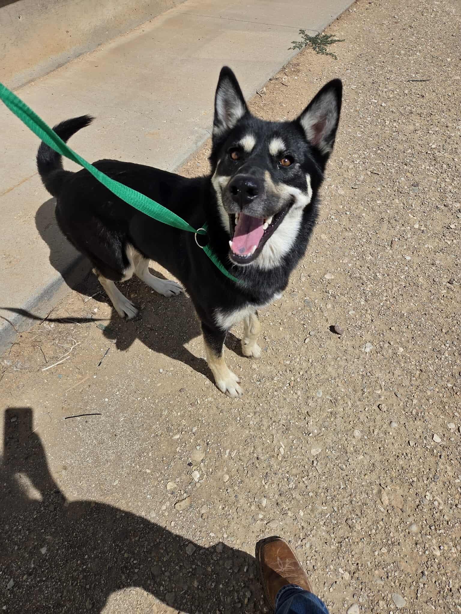 Lola, an adoptable Husky in Roosevelt, UT, 84066 | Photo Image 3