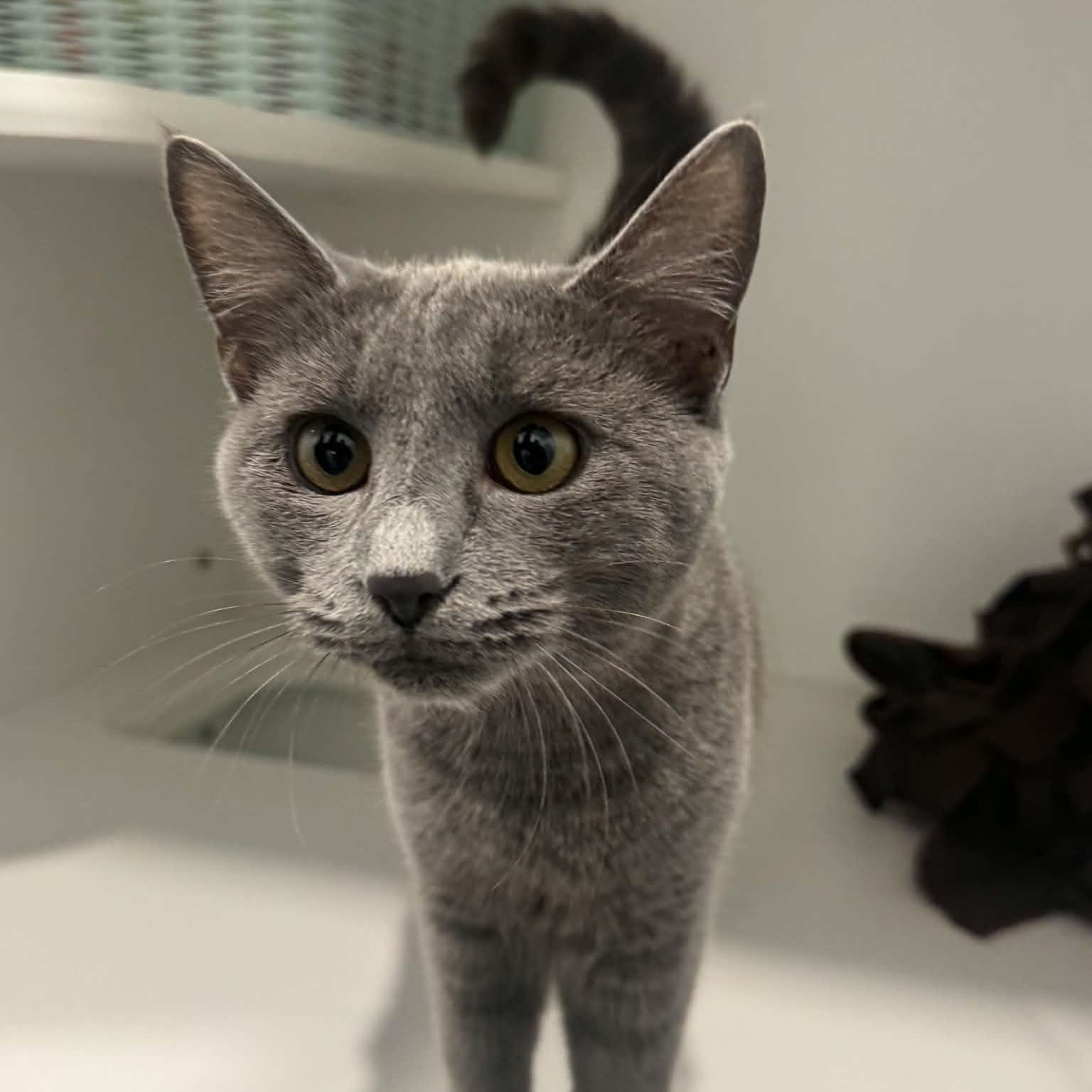 Enlarge Fiddle, a Adoptable American Shorthair in Danbury, CT image 3/4