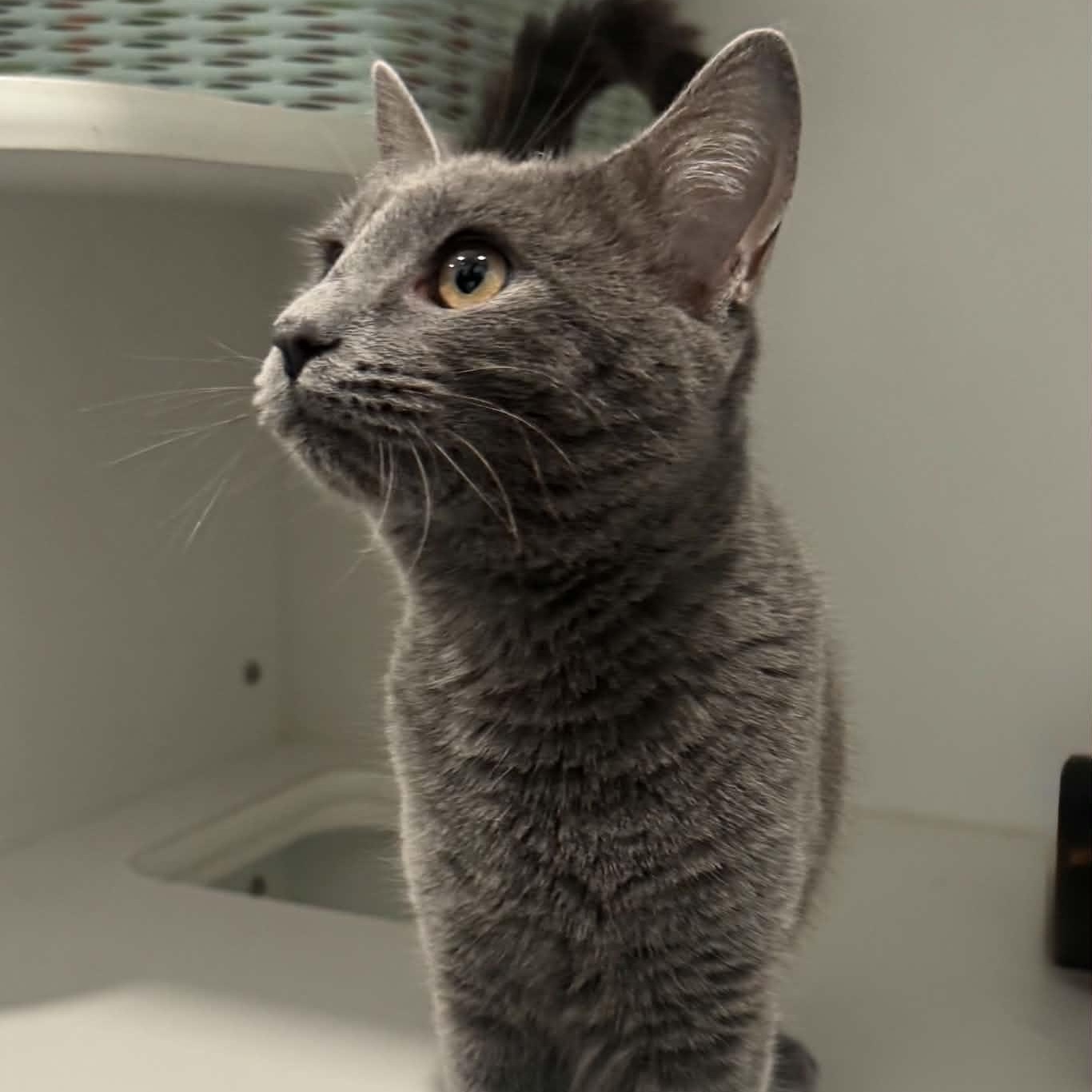 Enlarge Fiddle, a Adoptable American Shorthair in Danbury, CT image 2/4