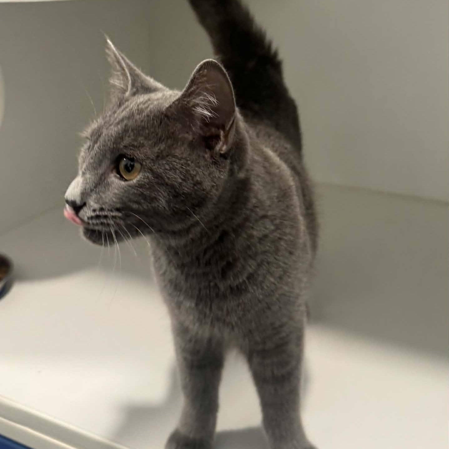 Enlarge Fiddle, a Adoptable American Shorthair in Danbury, CT image 4/4