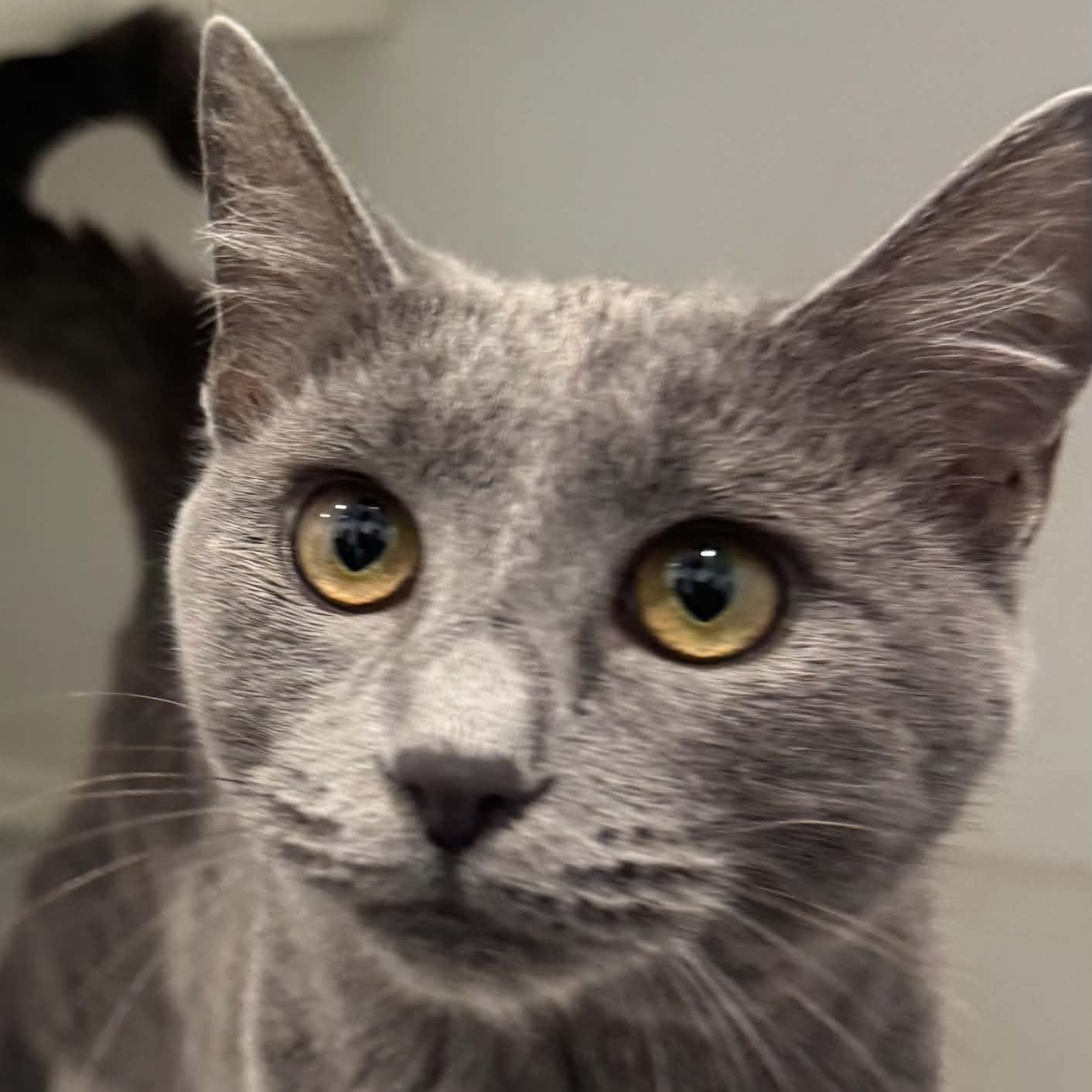 Fiddle, Adoptable, Young Female American Shorthair.