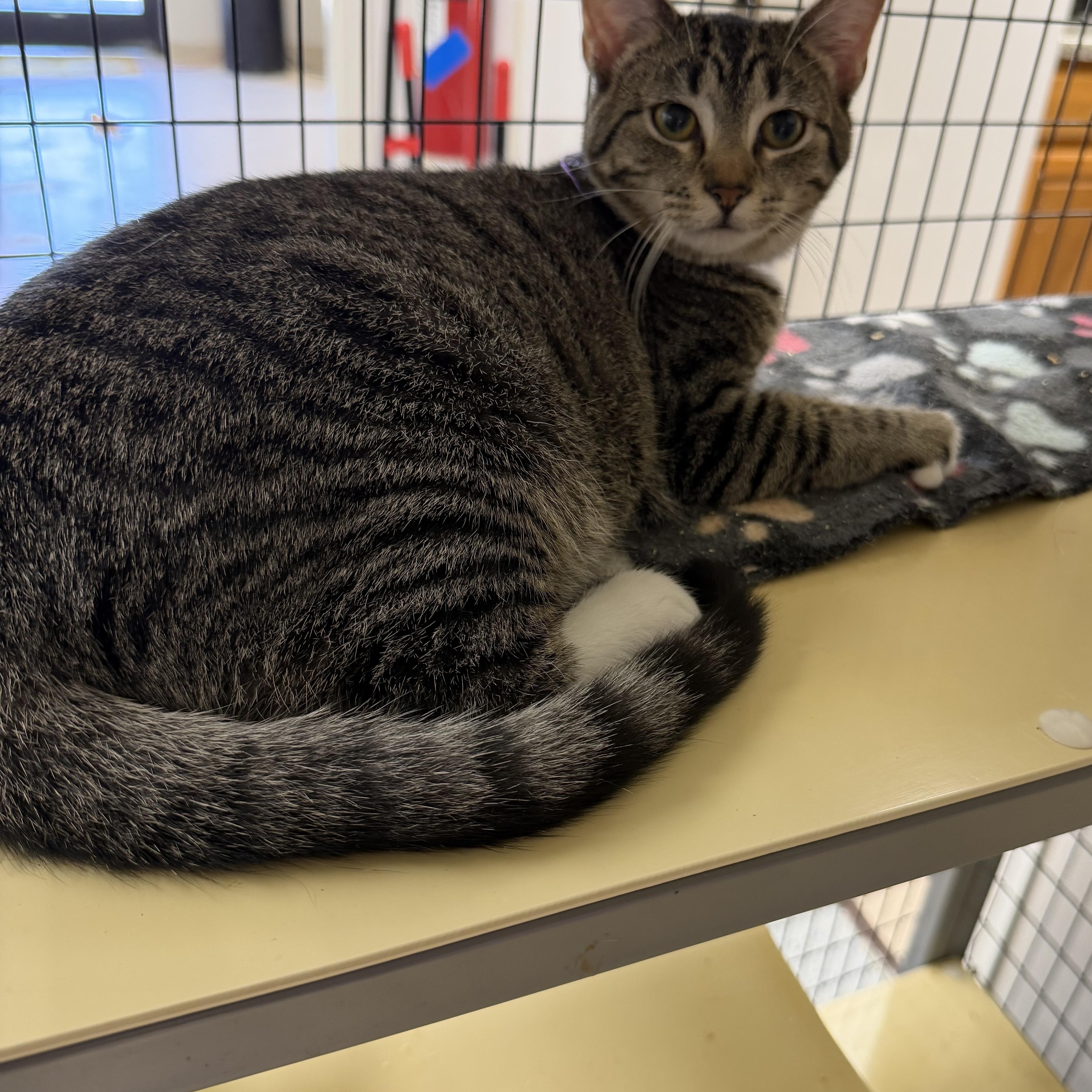 Enlarge Socks, a Adoptable Domestic Short Hair in Senatobia, MS image 1/1