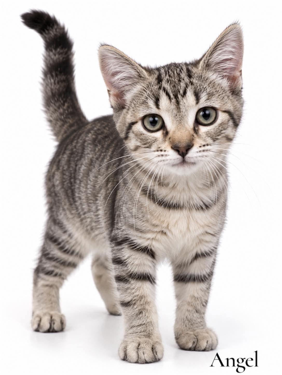 Angel, Adoptable, Kitten Female Domestic Short Hair.