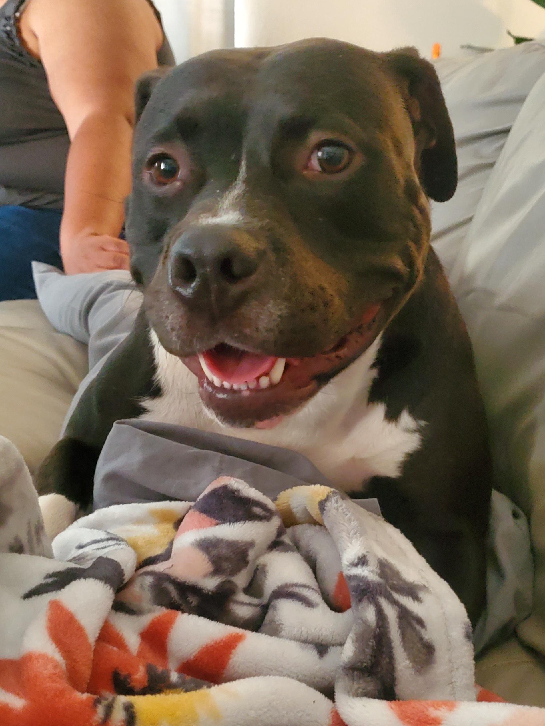 Enlarge Sammy, a Adopted Pit Bull Terrier in Arlee, MT image 1/6