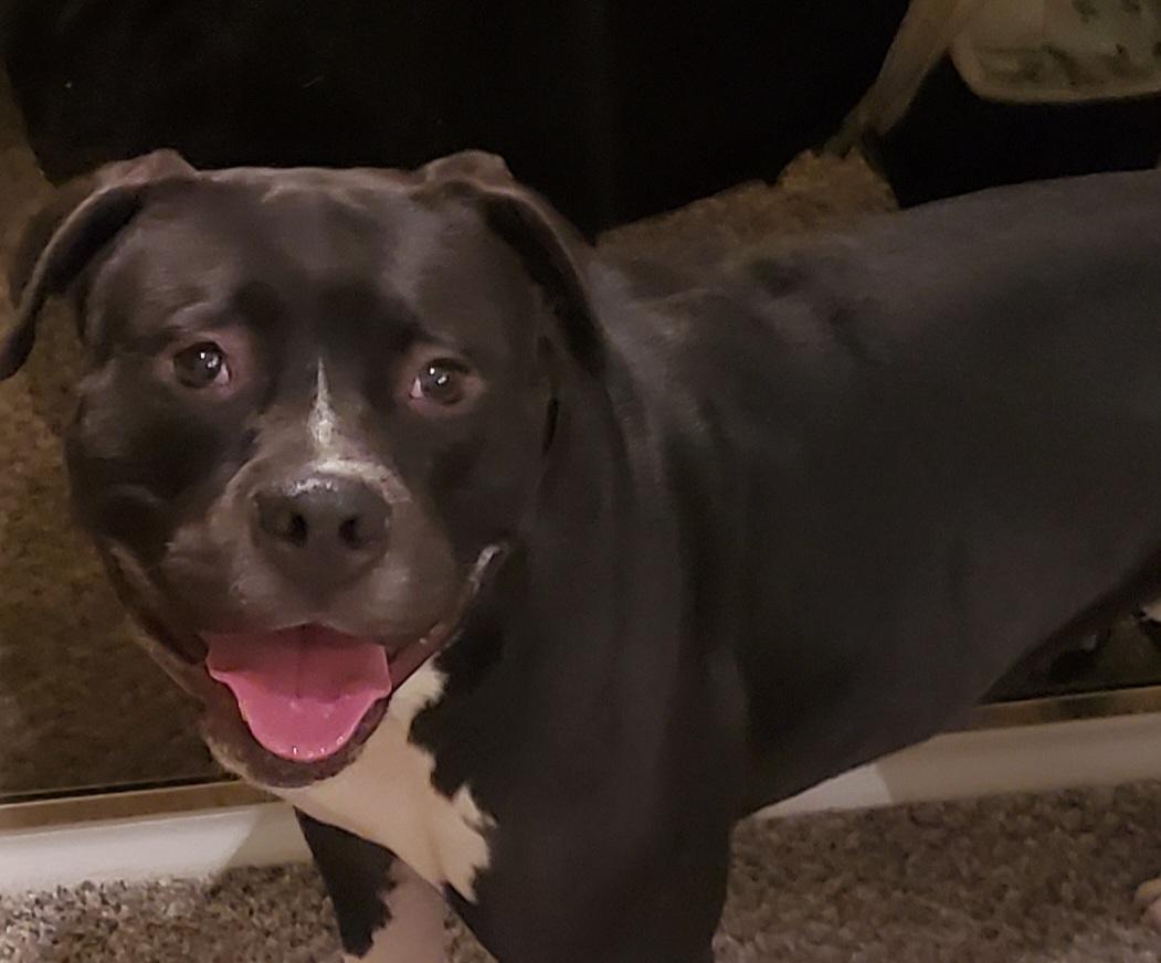 Enlarge Sammy, a Adopted Pit Bull Terrier in Arlee, MT image 2/6