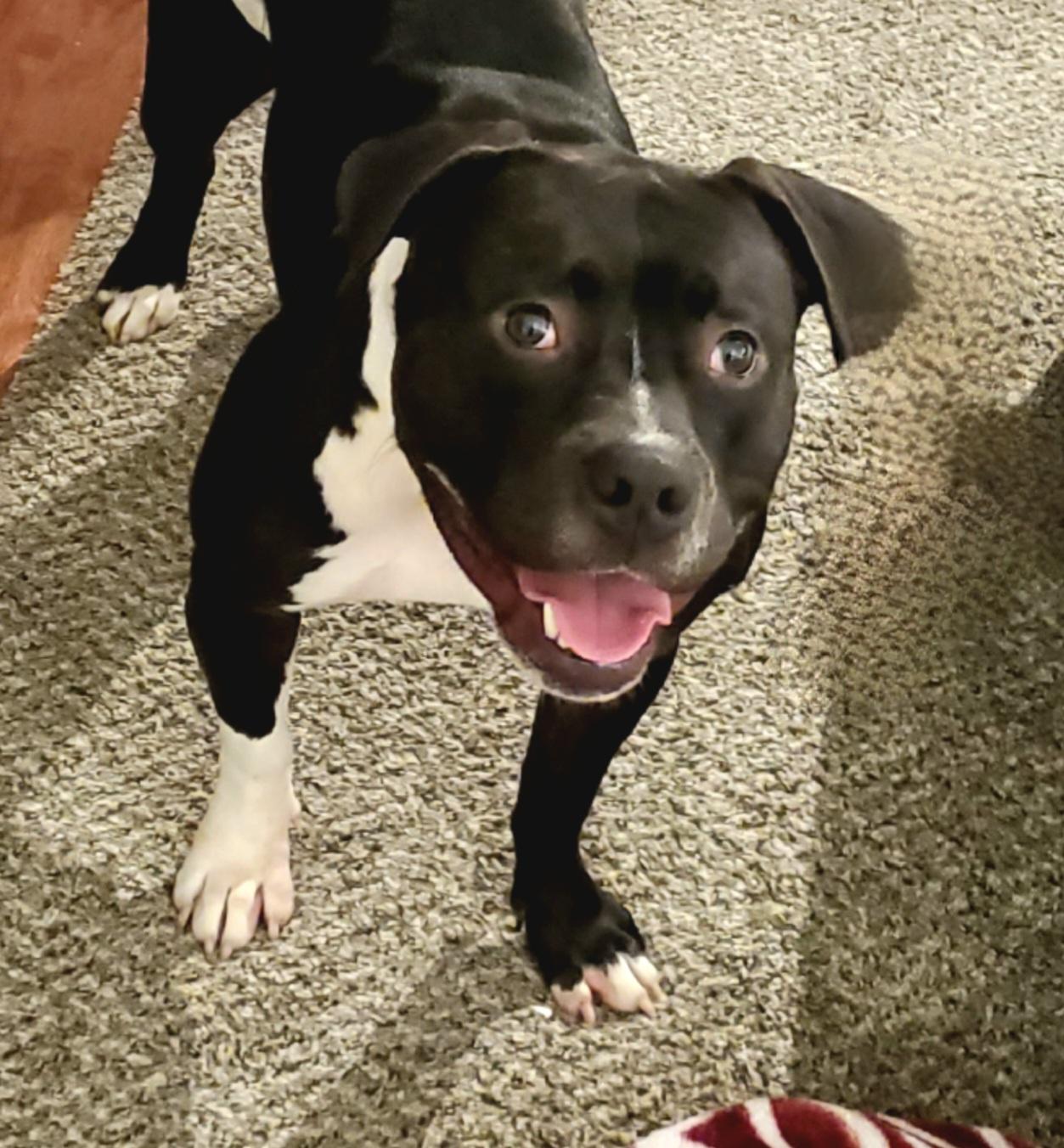 Enlarge Sammy, a Adopted Pit Bull Terrier in Arlee, MT image 3/6